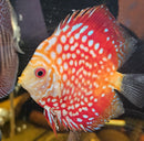 Checkerboard Discus