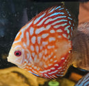 Checkerboard Discus