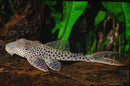 Thresher Pleco (L108)