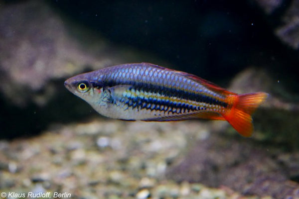 Papuan Rainbow Fish