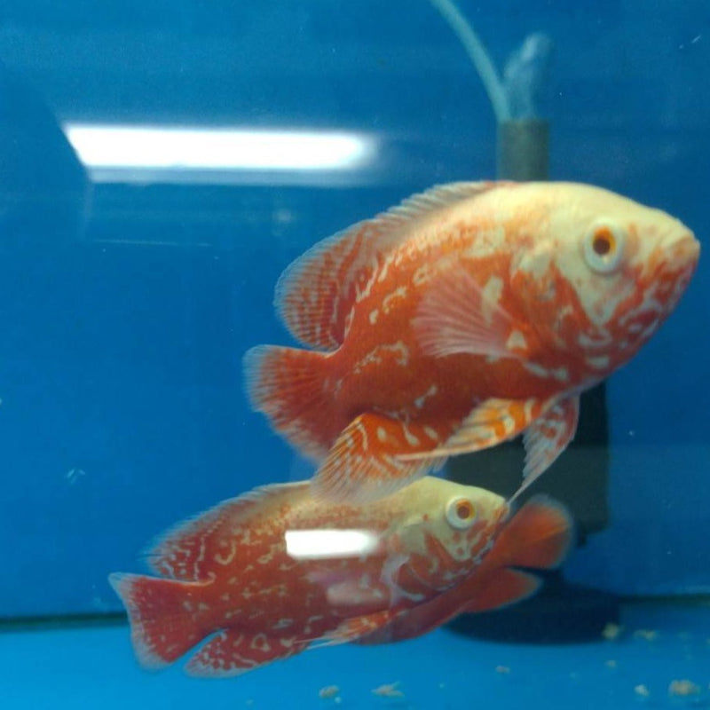 Albino Super Red Mosaic Oscar