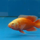 Albino Super Red Oscar