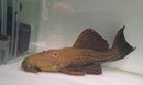 Spiny Monster Pleco (L096)