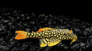 Sunshine Pleco (L014)