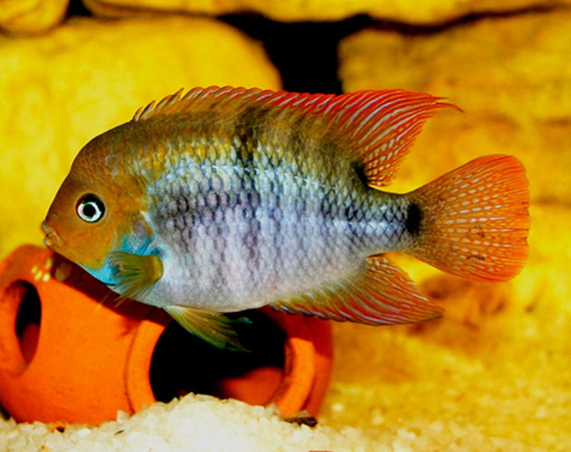 T-Bar Cichlid