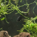 Black Ram (Isreali Gene)