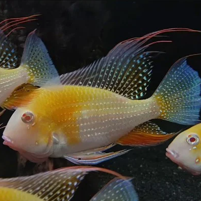 Albino Threadfin Acara