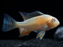 Albino Threadfin Acara