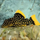 Goldseam Gold Nugget Pleco (L177)