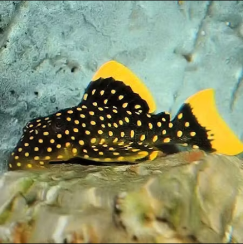 Goldseam Gold Nugget Pleco (L177)