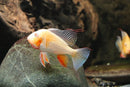 Albino Threadfin Acara