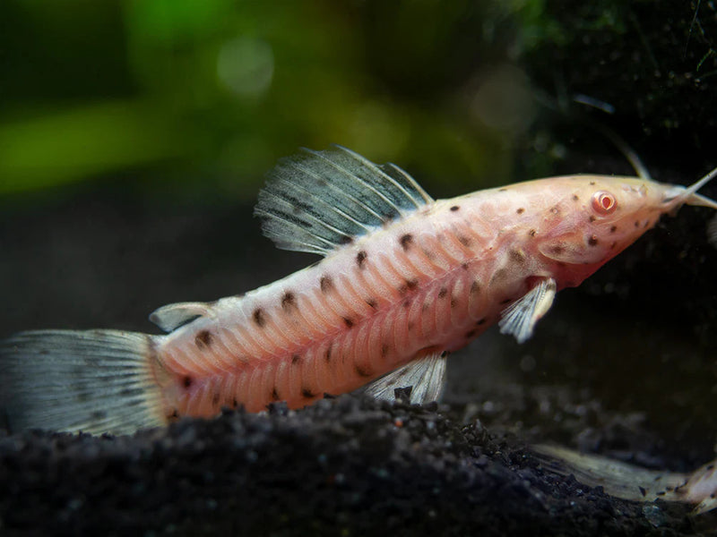Albino Hoplo Catfish (Large)