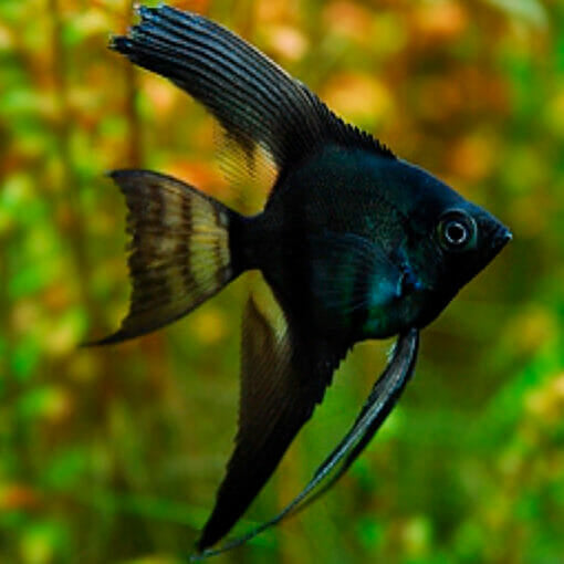 Black Bulgarian Angel Fish