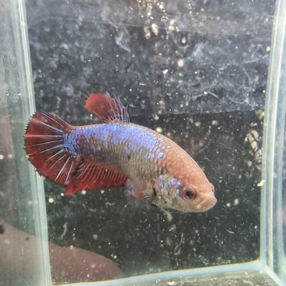 Koi Plakat Female Betta