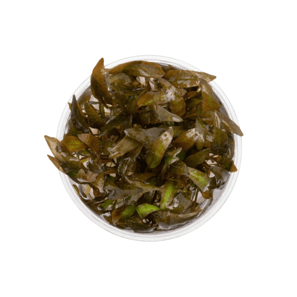 Cryptocoryne Wendtii 'Brown' (Tissue Culture)