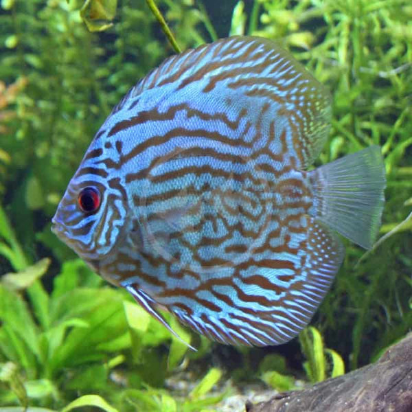 Blue Turquoise Discus