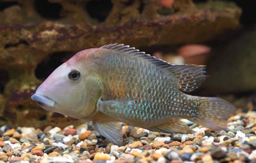 Red Hump Geophagus