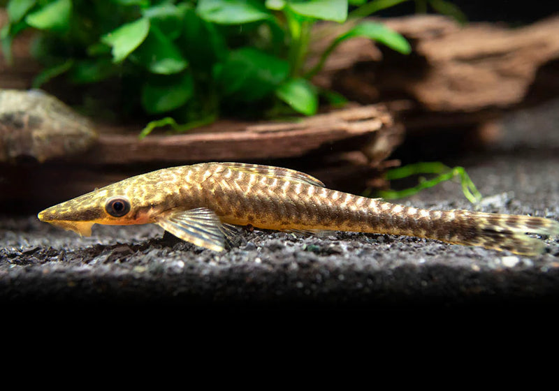 Giant Otocinclus