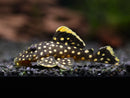 Gold Nugget Pleco (L018)