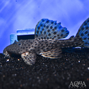 Spiny Monster Pleco (L096)
