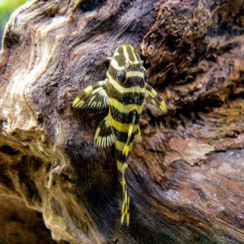 Leopard Frog Pleco (L134)