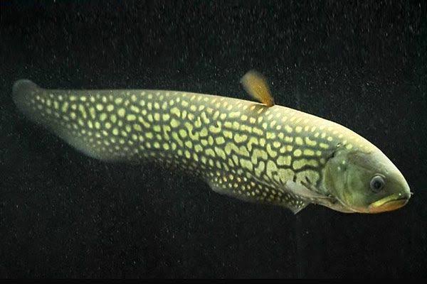 Reticulated Knife Fish