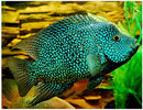 Carpintis Cichlid