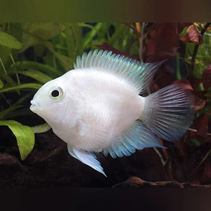 Platinum Parrot Fish