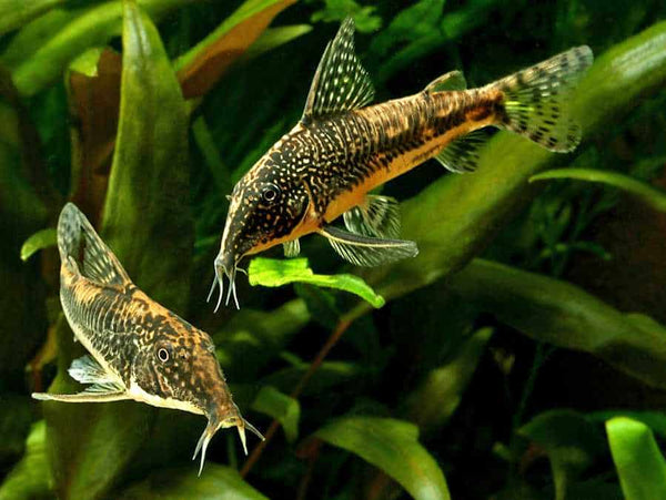 Barbatus Cory