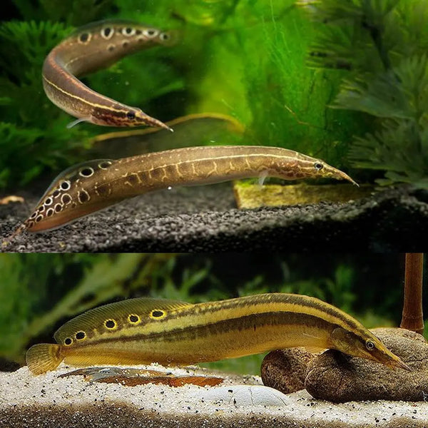 Peacock Eel