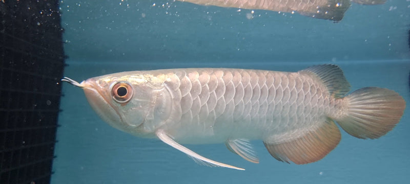 24K Gold Crossback Asian Arowana