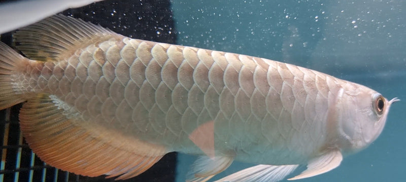 24K Gold Crossback Asian Arowana