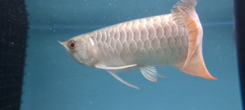 24K Gold Crossback Asian Arowana