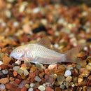 Albino Aeneus Cory
