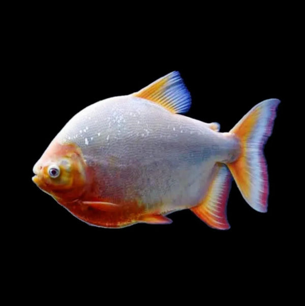 Albino Red Belly Pacu