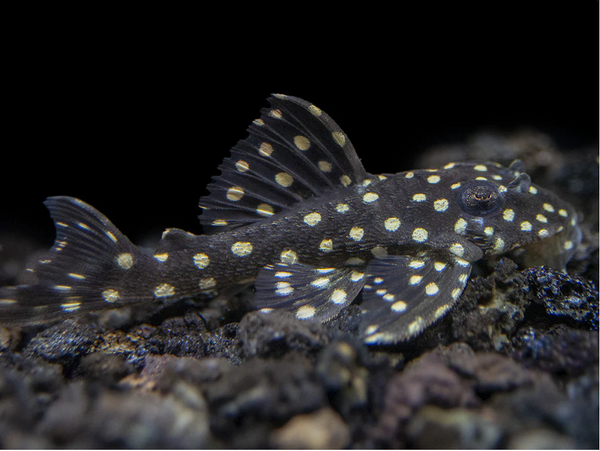 Snowball Pleco (L201)