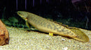 Marbled Palmas Bichir (XLarge)