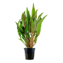 Cryptocoryne Undulata (Broadleaf)