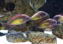 Tropheus Kasanga Red Rainbow