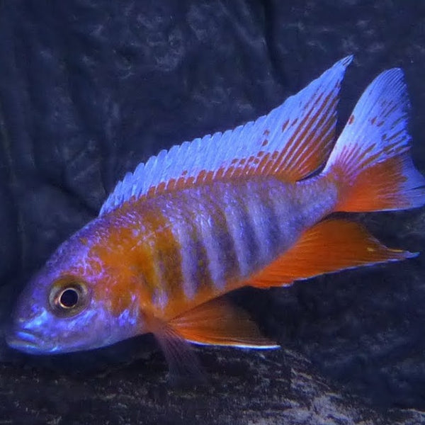 Jacobfreibergi Peacock Cichlid