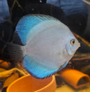 Blue Diamond Discus