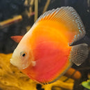 Red Melon Discus