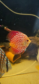 Checkerboard Discus