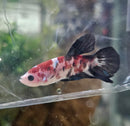Painted Plakat Male Betta (1)