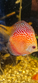 Checkerboard Discus