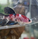 Painted Plakat Male Betta (1)