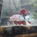 Painted Plakat Male Betta (2)