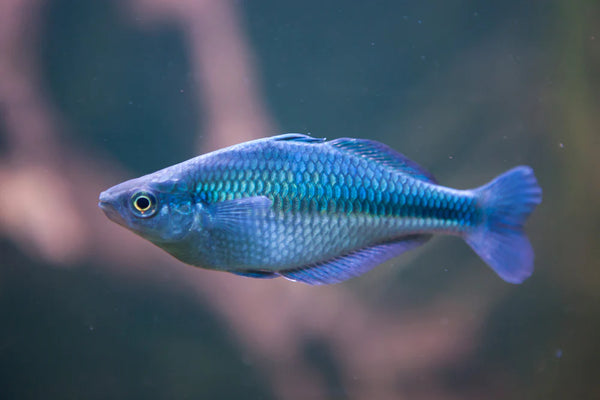 Blue Lacustrus Rainbow Fish