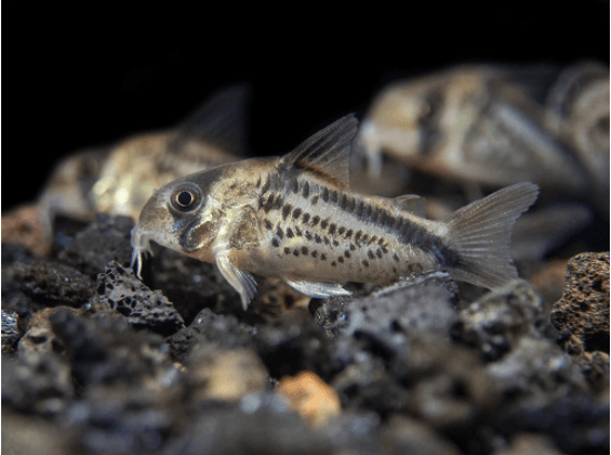 Loxozonus Cory - Fishly