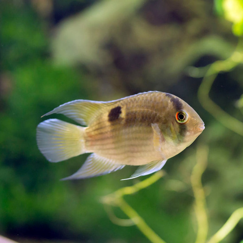 Keyhole Cichlid